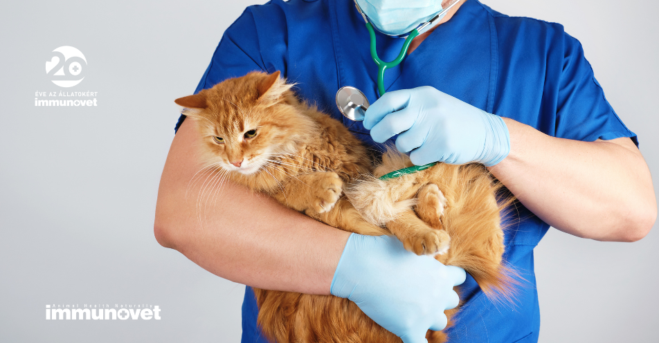 A macska leukózis és a macska aids