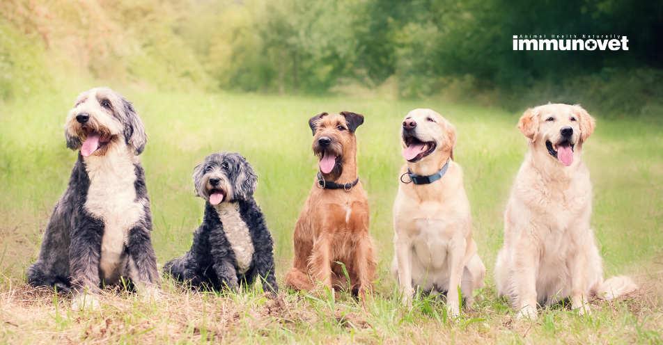 Az atópia: A kutya bőrproblémáinak megértése és kezelése