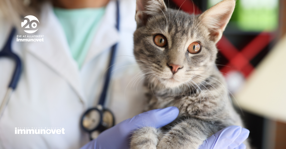 Infectious peritonitis of cats