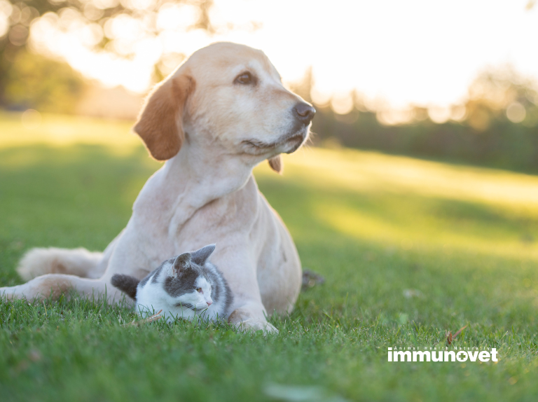 Hogyan Segíthetünk Kutyáinknak és Cicáinknak a Kánikulában?