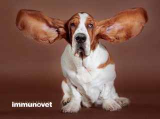 A külső hallójárat gyulladása