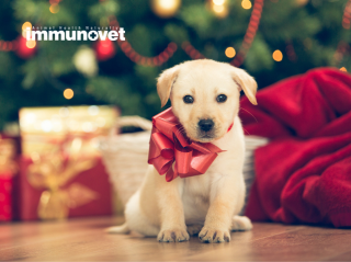 Ajándékozzunk-e kisállatot karácsonyra?