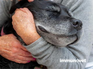 Öreg kutya – öreg cica