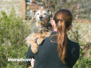 Külső paraziták- Kullancs