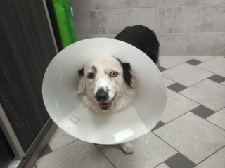 Áfonya műtét utáni lábadozása