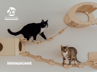 Környezetgazdagítás – a macskaboldogság kulcsa