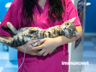 Mérgezések- Fagyálló folyadék