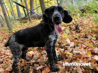 Erdei kirándulás – Mire kell figyelnünk, ha kutyával megyünk?