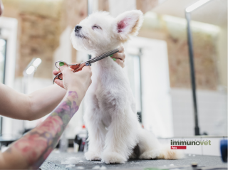 Immunovet, mint szőr-bőrtápláló