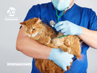 A macska leukózis és a macska aids