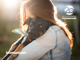 Örökbefogadás előtti dilemmák, avagy hogyan válasszunk kutyát?