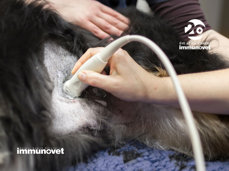 Méhgyulladás, álvemhesség