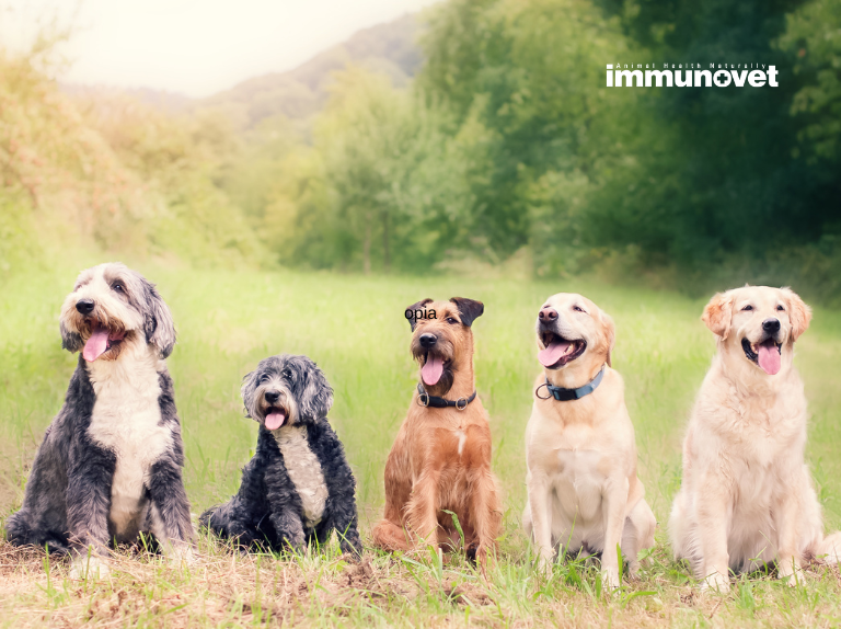 Az atópia: A kutya bőrproblémáinak megértése és kezelése