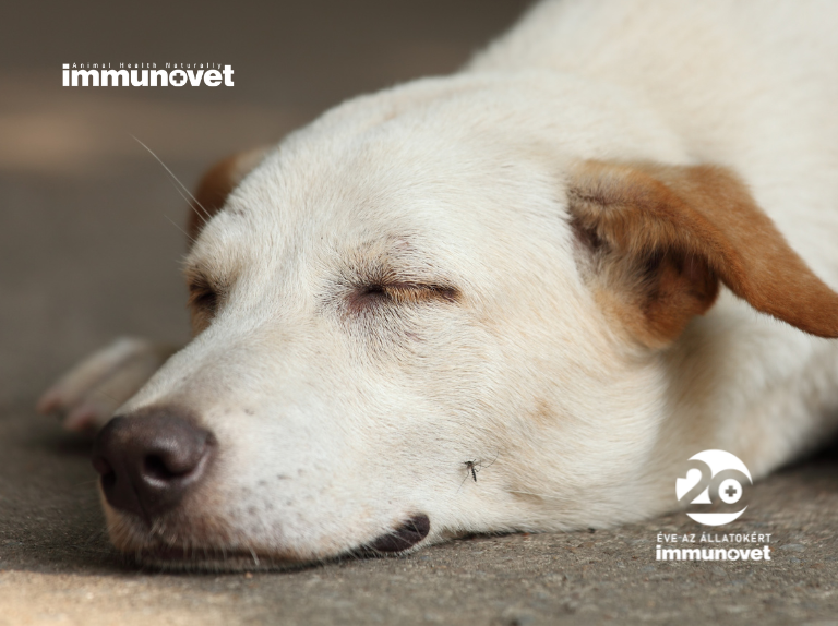 Külső élősködők, a szúnyogok