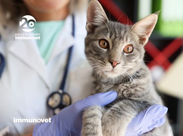 Infectious peritonitis of cats