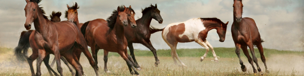 Az Immunovet hatása viselkedésproblémás lovakban