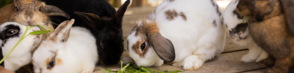 Effects of Immunovet in large herds of rabbits