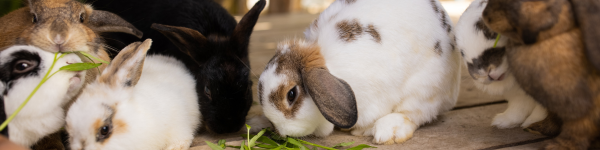 Immunovet hatásai nagylétszámú nyúlállományokban