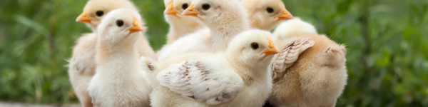 Favorable weight gain and better immune response to vaccination in broiler chickens